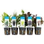 Bloomique - set de 5 - plantes d'aquarium vritables - plantes aquatiques - purifiantes - oxygne - ludwigia, ...