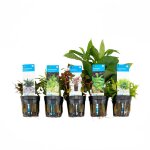 Bloomique - set de 5 - plantes d'aquarium vritables - plantes aquatiques - purifiantes - oxygne - pogostemon ...