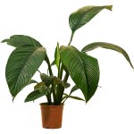 Bloomique - spathiphyllum sensation - lis de la paix - plante d'intrieur xxl - purificateur d'air - ...