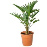 Bloomique - trachycarpus wagnerianus - palmier ventail - palmier rustique - plantes de jardin - hauteur ...