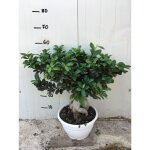Bonsaï ficus ginseng pot 25cm Bonsaï ficus ginseng pot 25cm