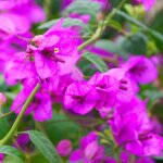 Bougainvillier violet de mze / godet