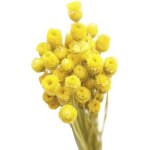 Bouquet 50 tiges marguerites s�ch�es jaunes naturelles, d�coration florale pour vase ou centre de table ...