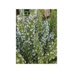 Bruyre en arbre 'pink joy' pot de 4l / 5l