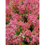 Bruyre commune, brande 'wickwar flame' pot de 2l / 3l