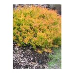 Bruyre commune, brande 'winter chocolate' godet de 8 / 9 cm