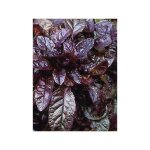 Bugle rampant 'atropurpurea' godet de 7 / 8 cm