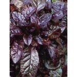 Bugle rampant 'atropurpurea' pot de 2l / 3l Bugle rampant 'atropurpurea' pot de 2l / 3l