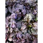 Bugle rampant 'black scallop' godet de 8 / 9 cm