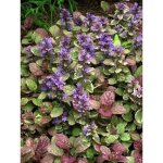 Bugle rampant 'burgundy glow' godet de 7 / 8 cm Bugle rampant 'burgundy glow' godet de 7 / 8 cm