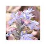 Bugle rampant 'burgundy glow' pot de 2l / 3l