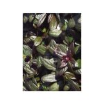 Bugle rampant 'chocolate chips' godet de 8 / 9 cm