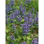 Bugle rampant pot de 2l / 3l