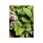 Bugle rampant 'purple torch' godet de 7 / 8 cm