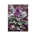 Bugle rampant 'variegata' godet de 8 / 9 cm