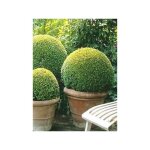 Buis commun ' - taill� en boule - ' pot de 4l / 5l, boule