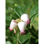 Busserole, raisin d'ours godet de 8 / 9 cm