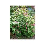 C?ur de marie godet de 8 / 9 cm