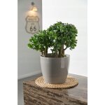 Cache - pot magnolia argent� 15, 5 cm