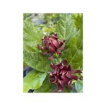 Le jardin du pic vert - calycanthe, arbre pompadour de floride 'michael lindsay' pot de 4l / 5l