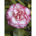 Cam�lia 'betty's beauty' pot de 4l / 5l