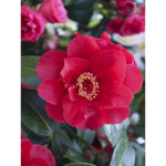 Cam�lia du japon 'bob hope' pot de 4l / 5l