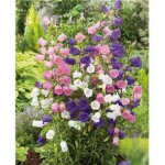 Campanule medium cloche de canterbury - lot de 6 godets