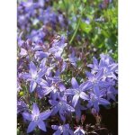 Campanule des murets 'stella' godet de 8 / 9 cm