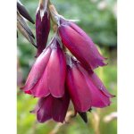 Canne � p�che aux anges 'blackberry bells' pot de 2l / 3l