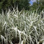 Canne de provence ely' - arundo donax ely' pot 7, 5l
