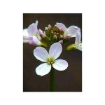 Cardamines des pr�s, cresson des pr�s, cressonnette godet de 8 / 9 cm