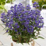 Caryopteris grand bleu® 'inoveris' / pot de 1, 5l Caryopteris grand bleu® 'inoveris' / pot de 1, 5l