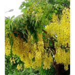 Cassia fistula plante photo r�elle h 100cm