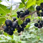 Cassis - ribes nigrum 50 / 60cm Cassis - ribes nigrum 50 / 60cm