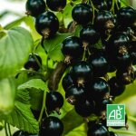 Cassissier 'blackdown' bio (ribes nigrum 'blackdown') Cassissier 'blackdown' bio (ribes nigrum 'blackdown')