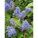 Canothe caduc 'henri desfoss' pot de 2l / 3l