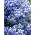 C�anothe 'blue mound' ? arbuste � fleurs bleues ? hauteur � maturit� 150cm ? feuillage persistant ? exposition ...