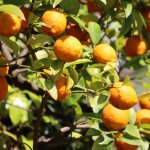 C�dratier - citrus citron en pot de 15cm