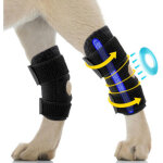 Ceinture de maintien des pattes arri�re du chien