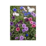 Centaur�e 'polka dot mix' le sachet de 450 graines (2, 5g)