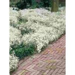 Cerastium tomentosum 'yoyo' pot de 2l / 3l