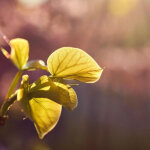 Cercis du canada golden falls� 'nc2015 12', arbre de jud�e, gainier du canada / pot de 15l