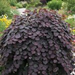 Cercis du canada ruby falls�, arbre de jud�e, gainier du canada / pot de 15l