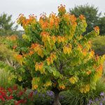 Cercis du canada the rising sun, arbre de jud�e, gainier du canada / pot de 15l
