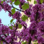Cercis, gainier silicastre, arbre de jude / pot de 7, 5l