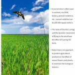 Cerf - volant anti - oiseaux - protection de la ferme - avec manche tlescopique de 4 m b