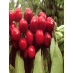 Cerisier 'bigarreau van' pot de 7, 5l / 10l, gobelet