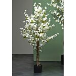 Cerisier blanc en fleurs 120 cm. 120 cm