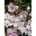 Cerisiers  fleurs 'kojo - no - mai' pot de 4l / 5l, tige