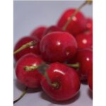 Le jardin du pic vert - cerisier 'gant d'hedelfingen' pot de 7, 5l / 10l, demi - tige